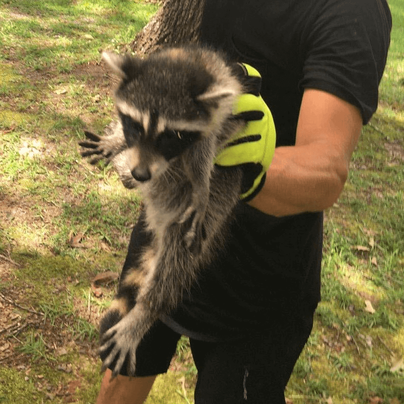 Racoon removal